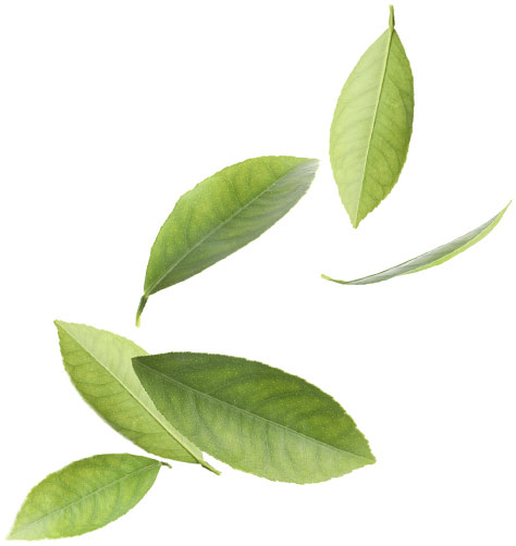 feuilles thé vert
