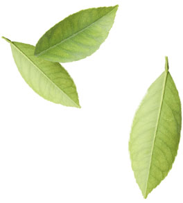 feuilles thé vert