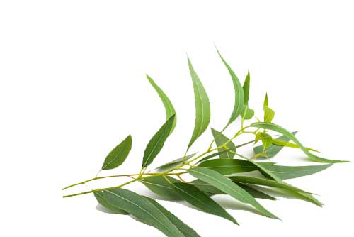 eucalyptus actif naturel jolly jatel